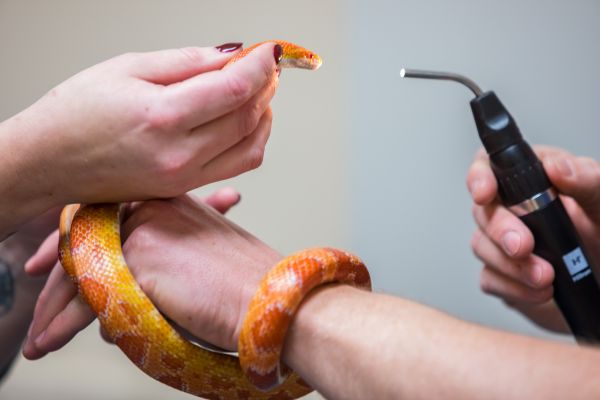 vet examining snake