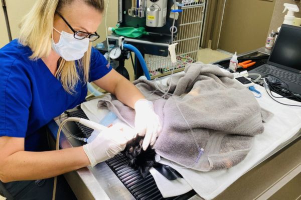 vet tech performing dental cleaning